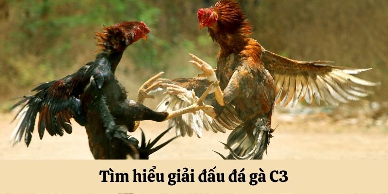 Tìm hiểu giải đấu đá gà C3