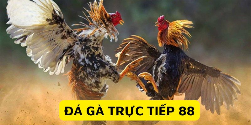 Giới thiệu chuyên sâu về đá gà trực tiếp 88